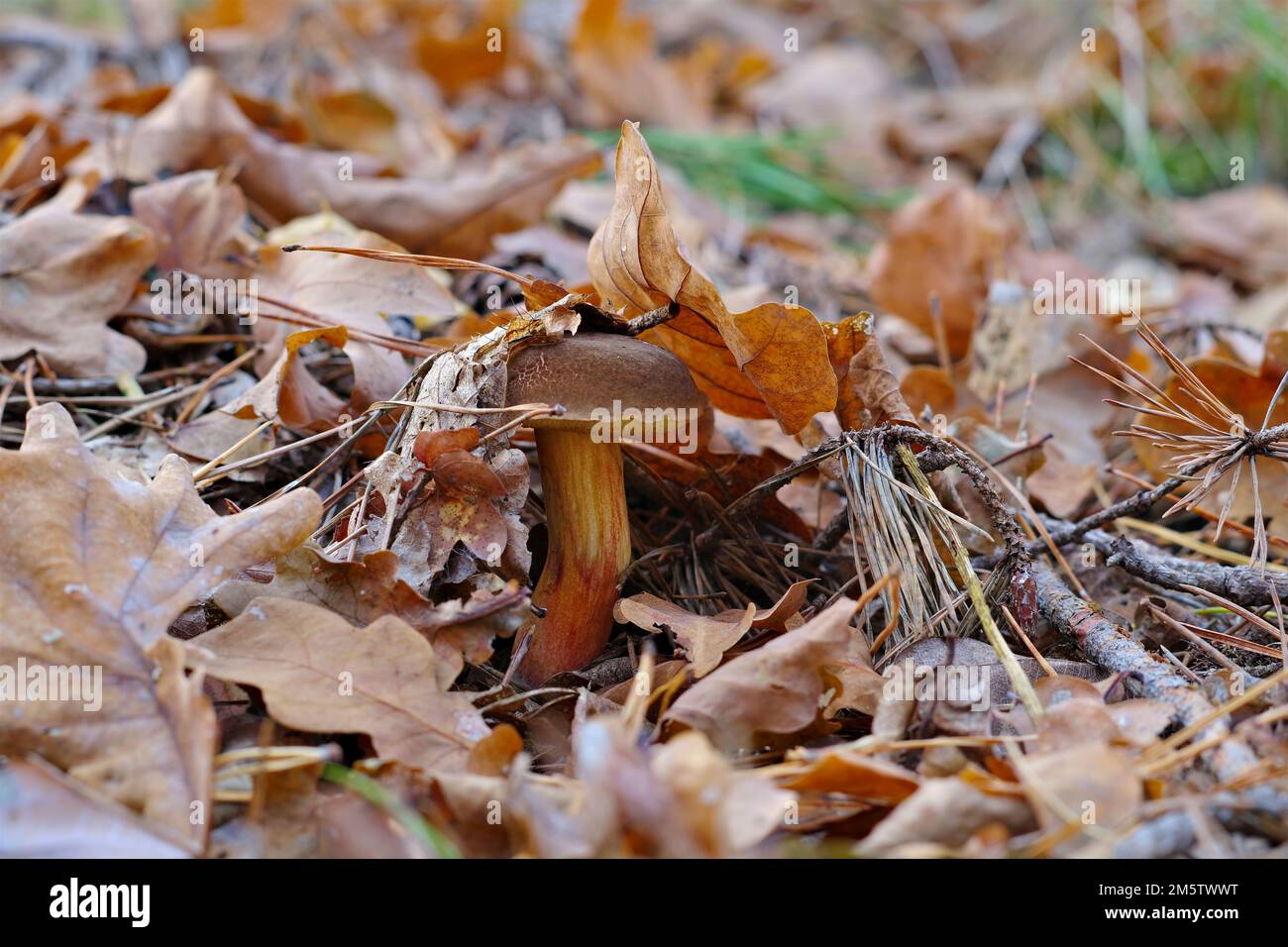 Bay Bolete mushroom in autumn forest Stock Photo