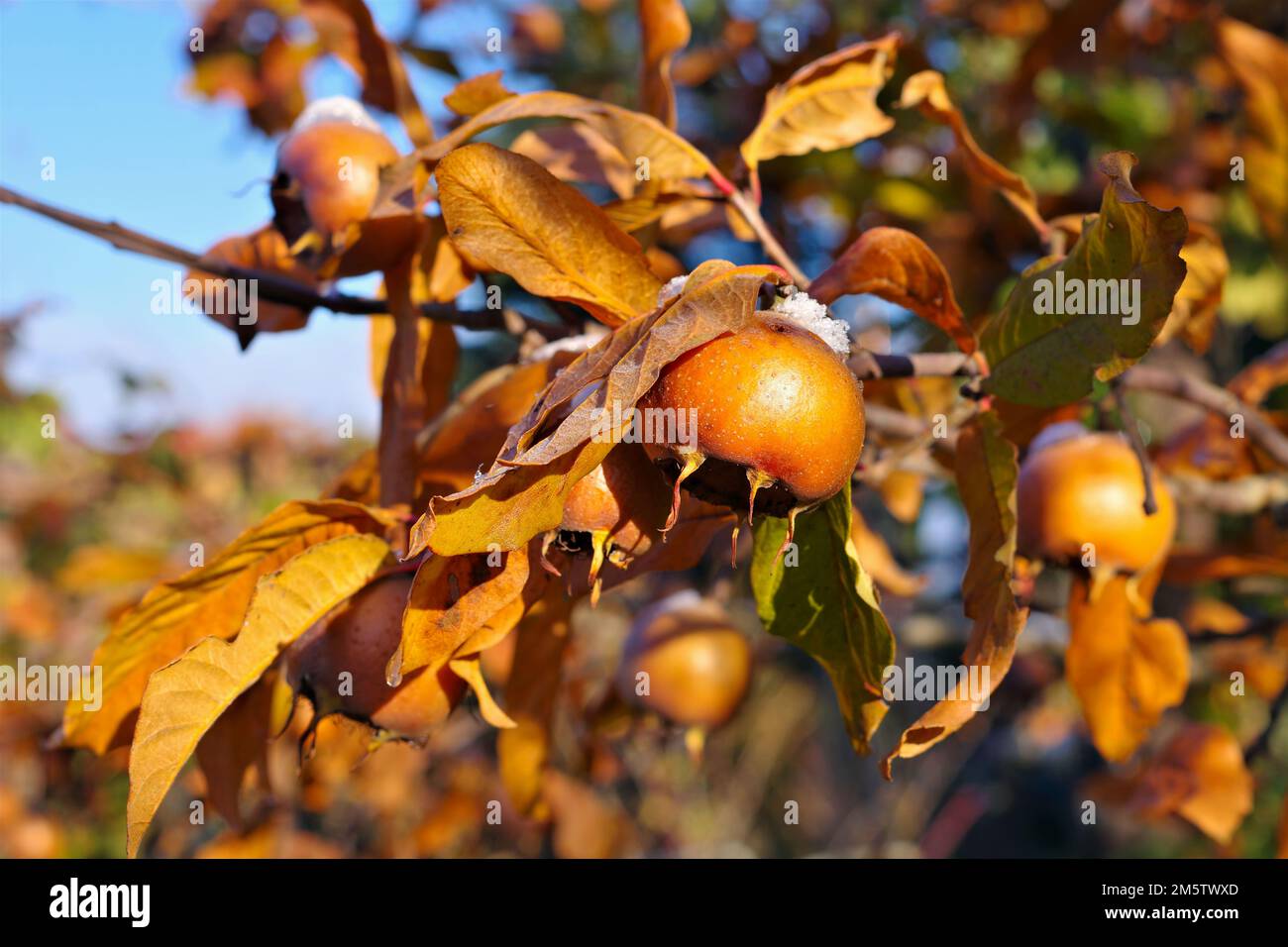 many common medlar on tree in autumn Stock Photo