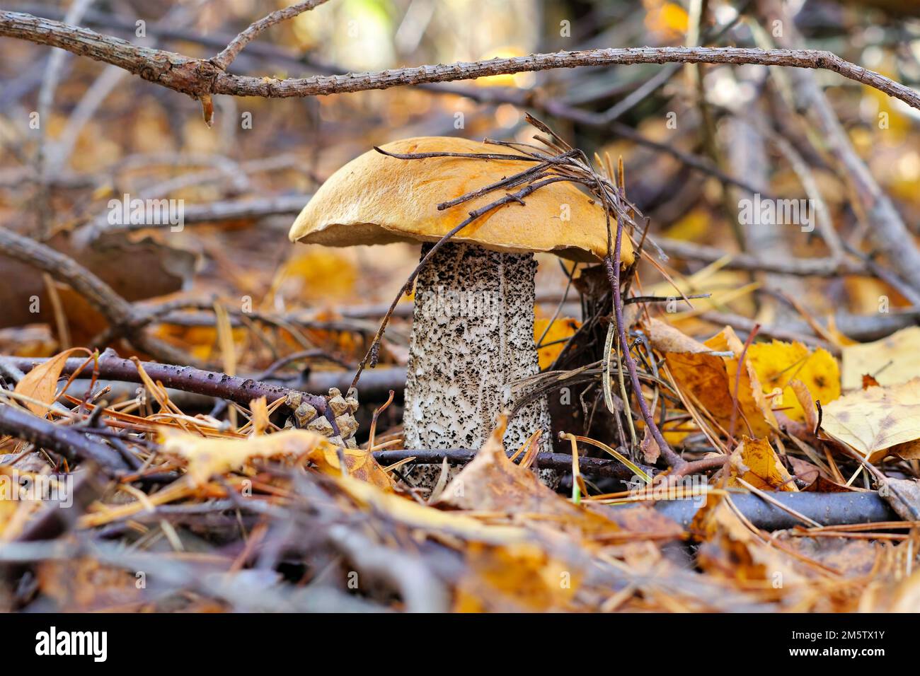 red cap mushroom in autumn forest Stock Photo