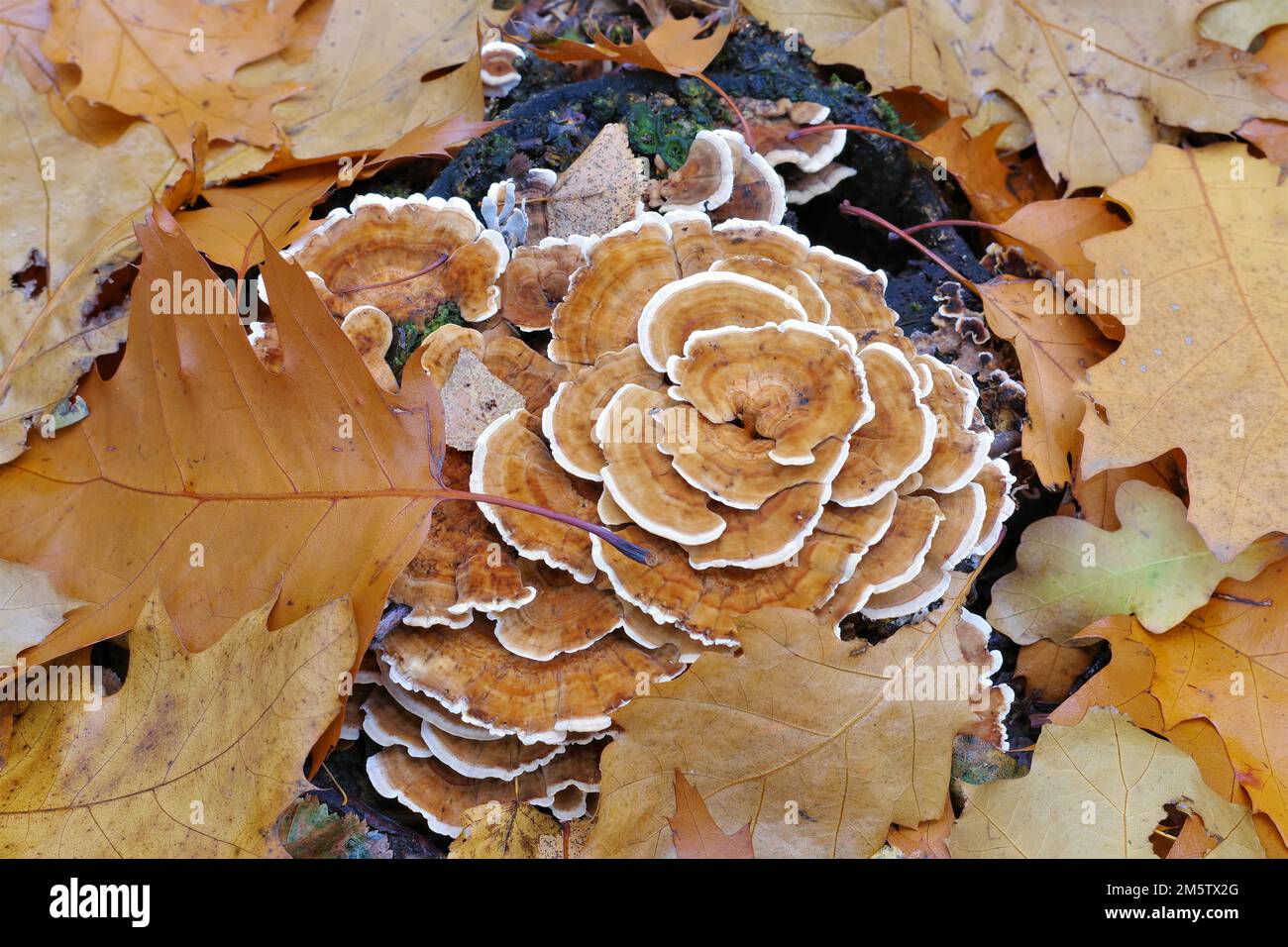 turkey tail or Trametes versicolor in autumn forest Stock Photo