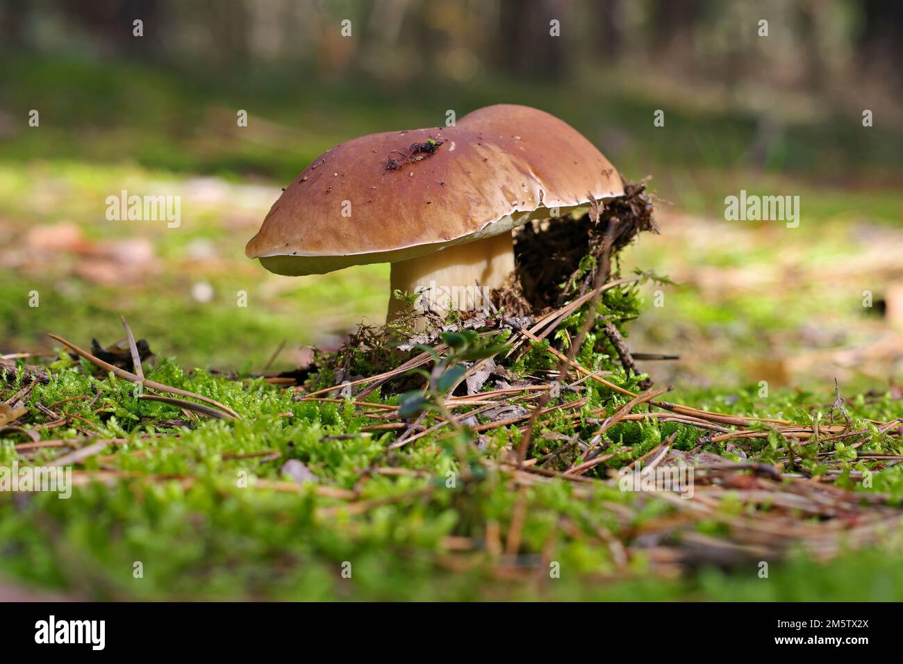 a beautiful boletus in the autumn forest with many colorful leaves Stock Photo