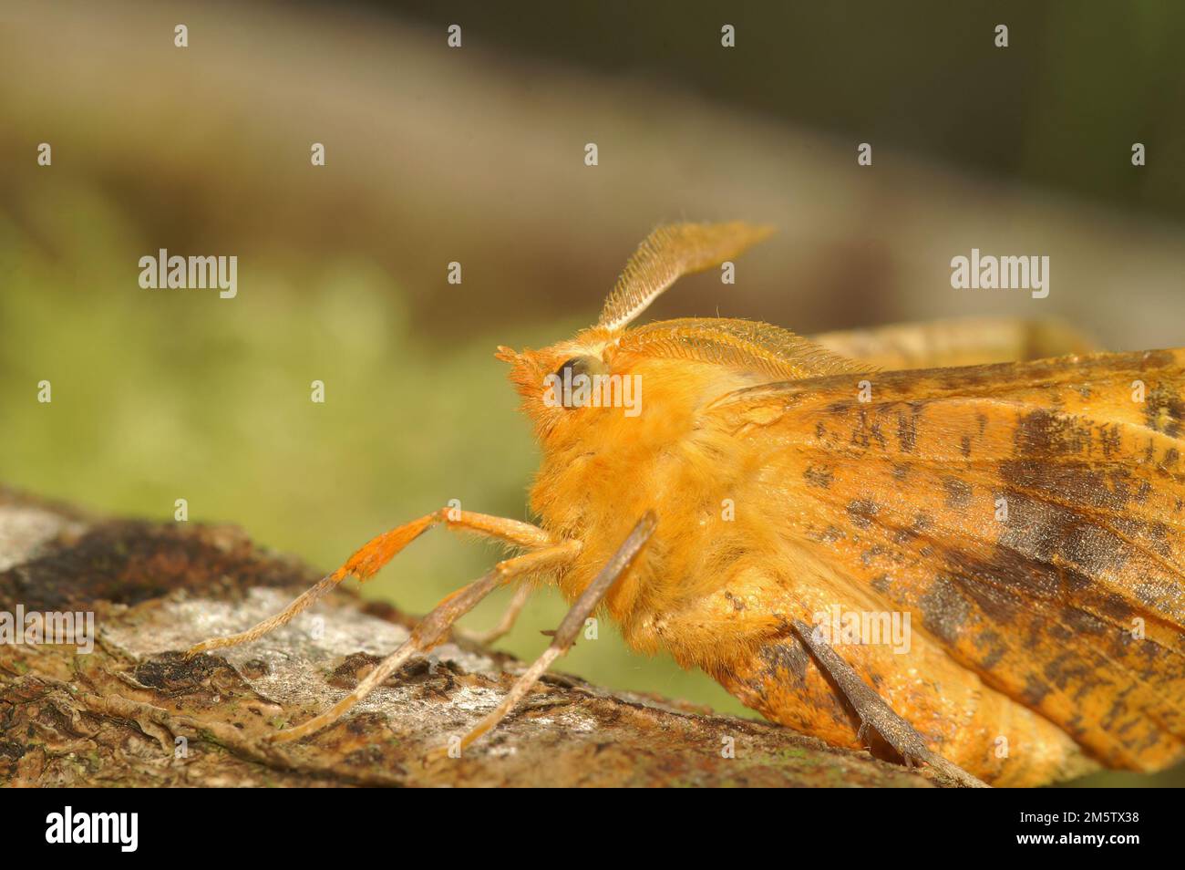 Closeup on the colorful yellow to orange European Large thorn geometer moth, Ennomos autumnaria, sitting with open wings in the garden Stock Photo