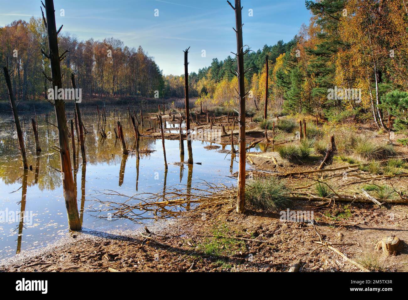 a sunken forest in the swamp, tree stumps look out of the water Stock Photo