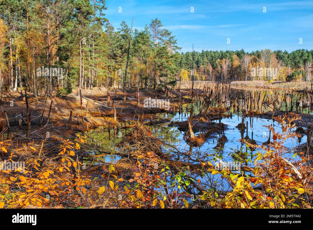 a sunken forest in the swamp, tree stumps look out of the water Stock Photo