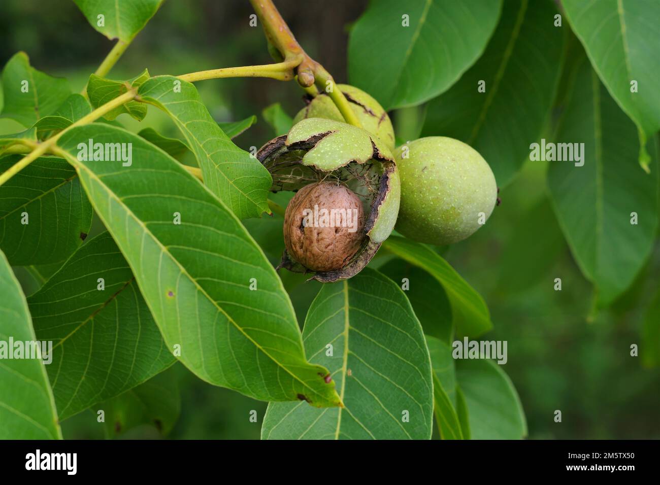 a walnut tree with many ripe nuts Stock Photo