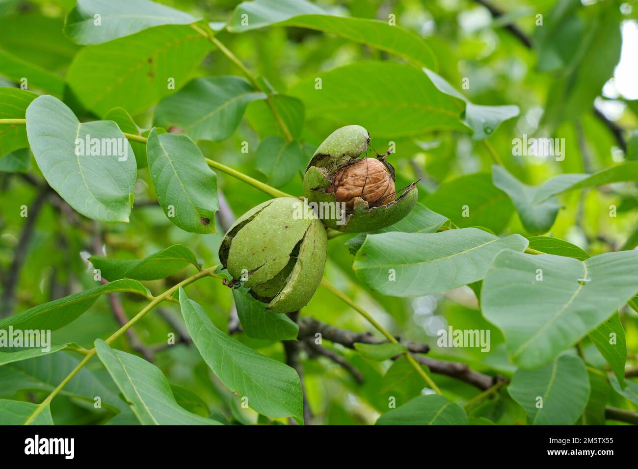 a walnut tree with many ripe nuts Stock Photo