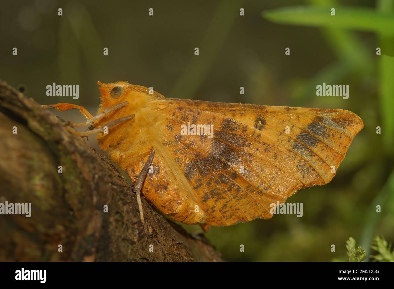 Closeup on the colorful yellow to orange European Large thorn geometer moth, Ennomos autumnaria, sitting with open wings in the garden Stock Photo