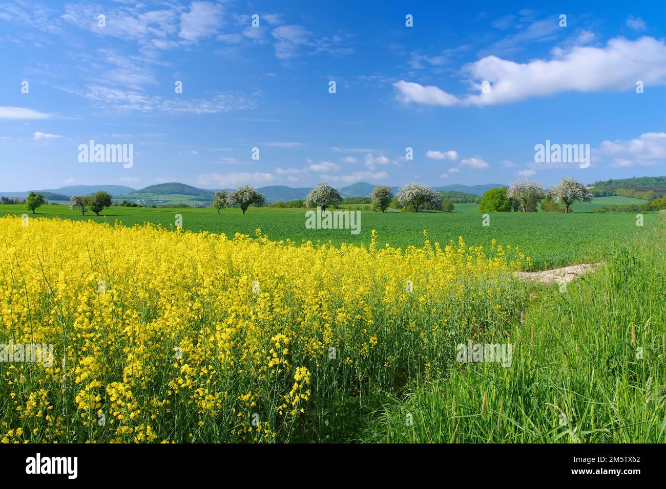 Zittau Mountains in spring with blooming rape field and apple trees Stock Photo