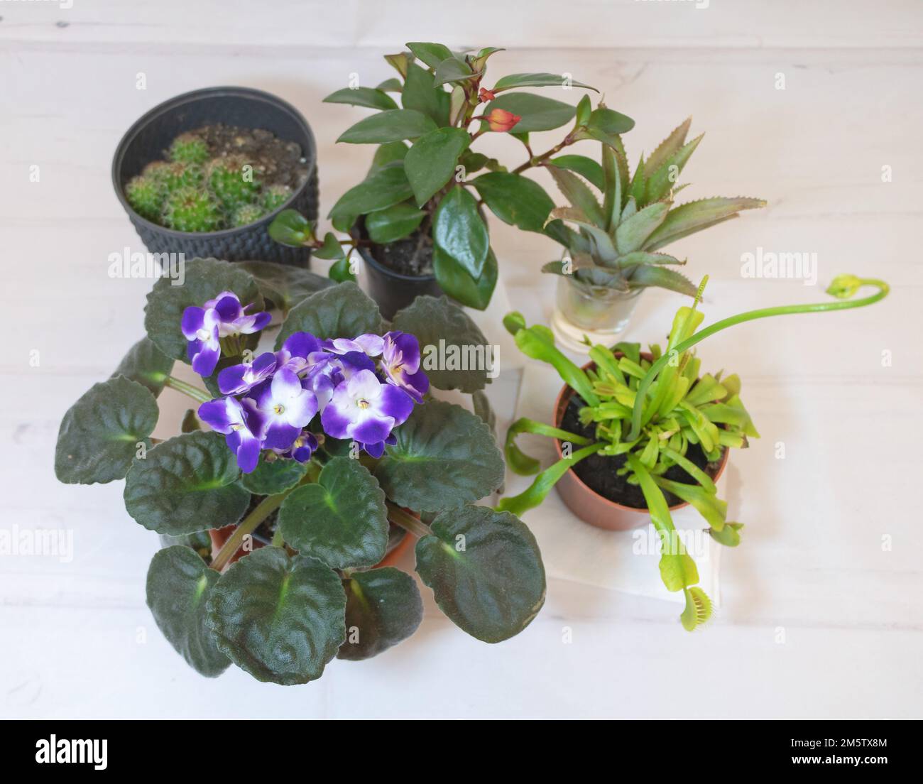 A group of plants together on a white background like african violet, goldfish plant, carnivore plant and cacti Stock Photo