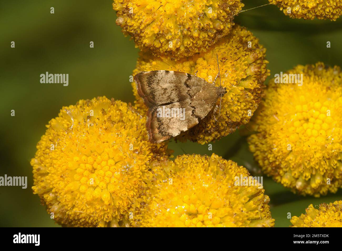 Naturtal closeup on the small Apple Leaf Skeletonizer moth, Choreutis pariana, sitting on yellow Tansy flowers Stock Photo