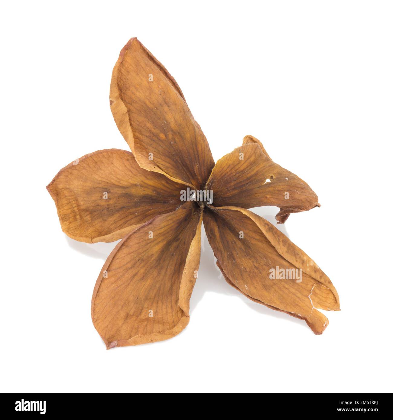 dry plumeria isolated on white background Stock Photo Alamy