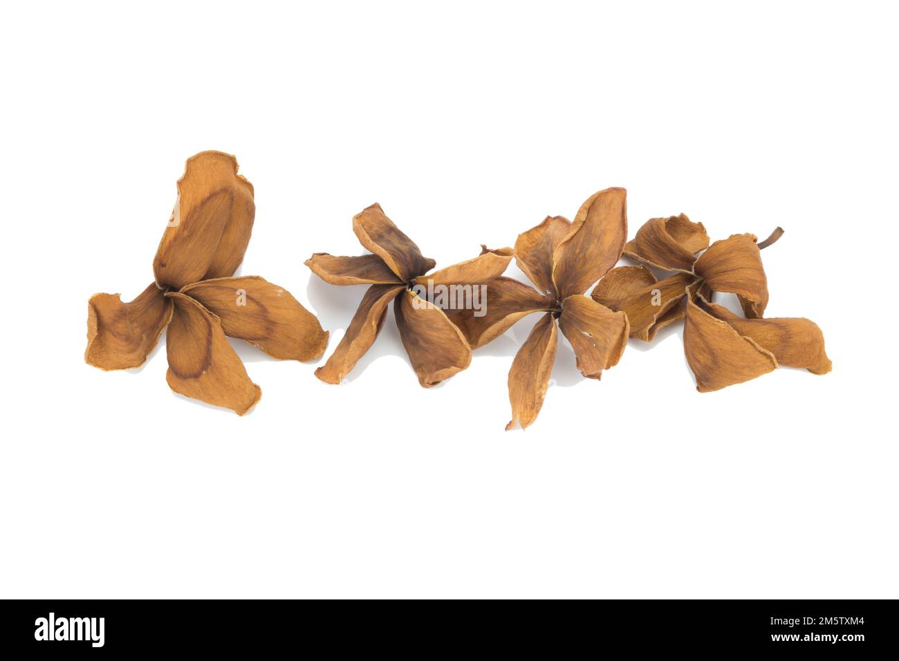 dry plumeria isolated on white background Stock Photo Alamy