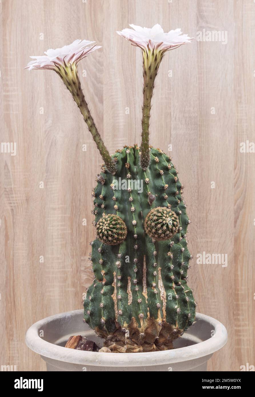 very old Echinopsis tubiflora cactus growing as a column with two pups (branches) that look like eyes and two white flowers standing straight up Stock Photo