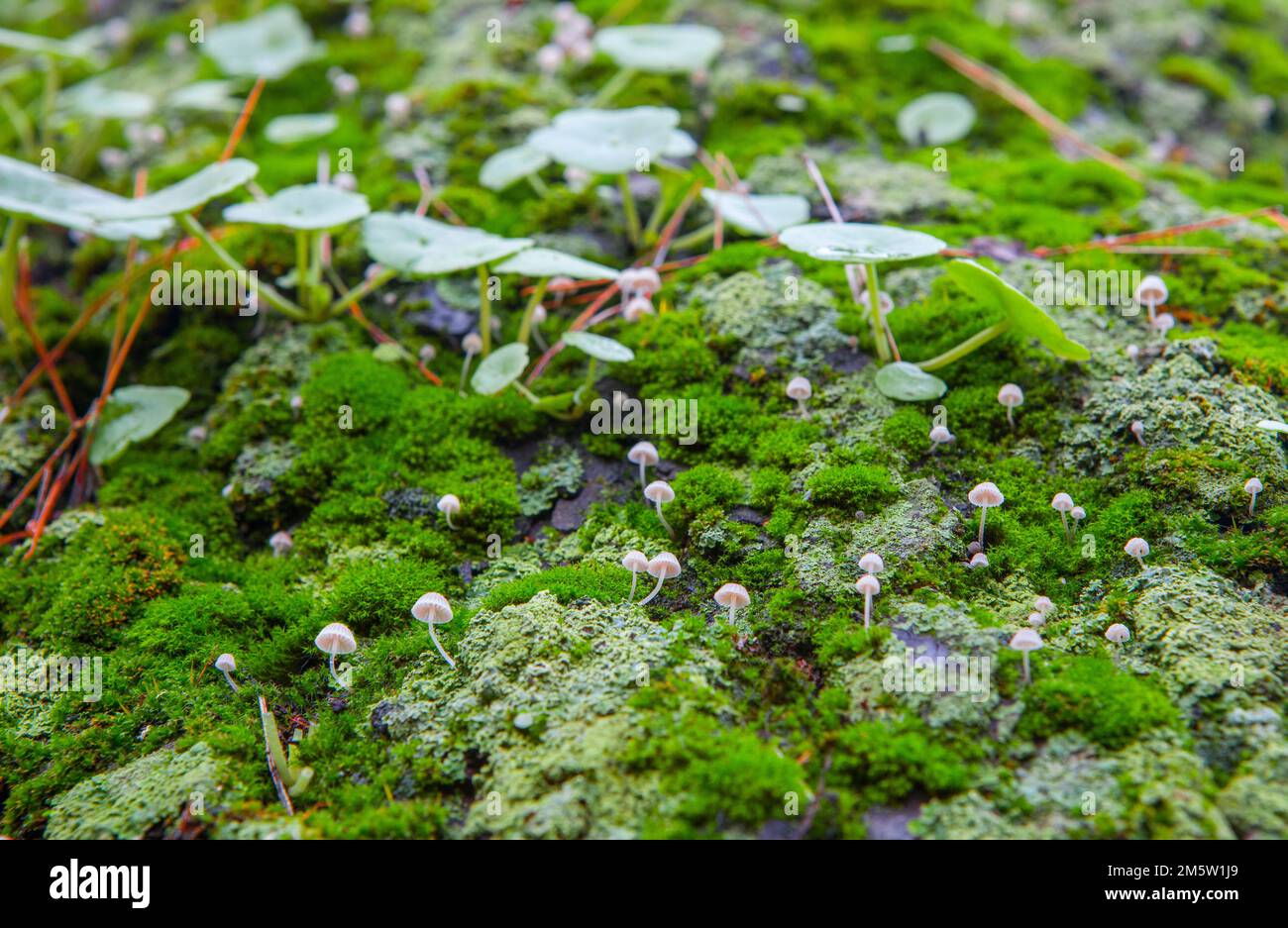 Little mushroom growing between navelworts on wet green tree bark. Closeup Stock Photo