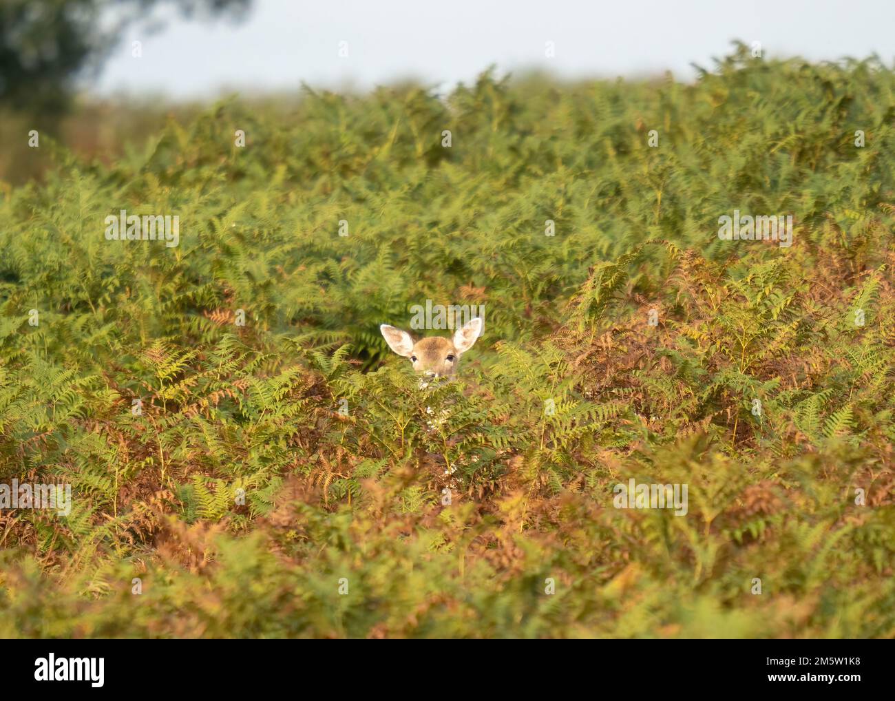 Wildlife zoos hi-res stock photography and images - Alamy
