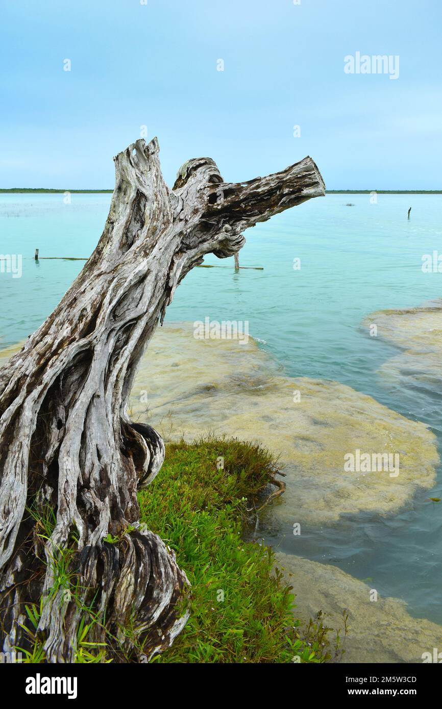 Bacalar lagoon in Mexico on the Yucatan Peninsula, the color of the