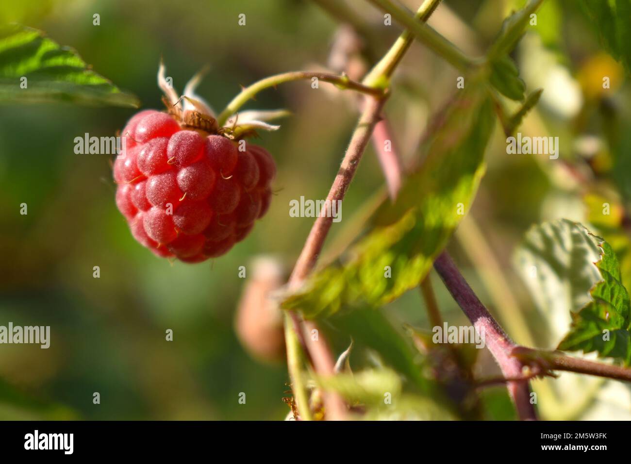 https://c8.alamy.com/comp/2M5W3FK/ripe-wild-raspberry-on-branches-green-background-2M5W3FK.jpg