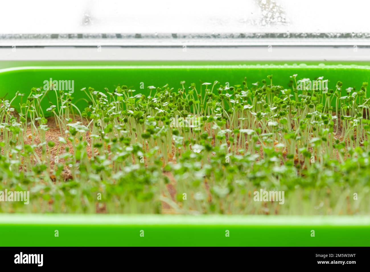Microgreens growing on windowsill. Selective focus. Micro green radish