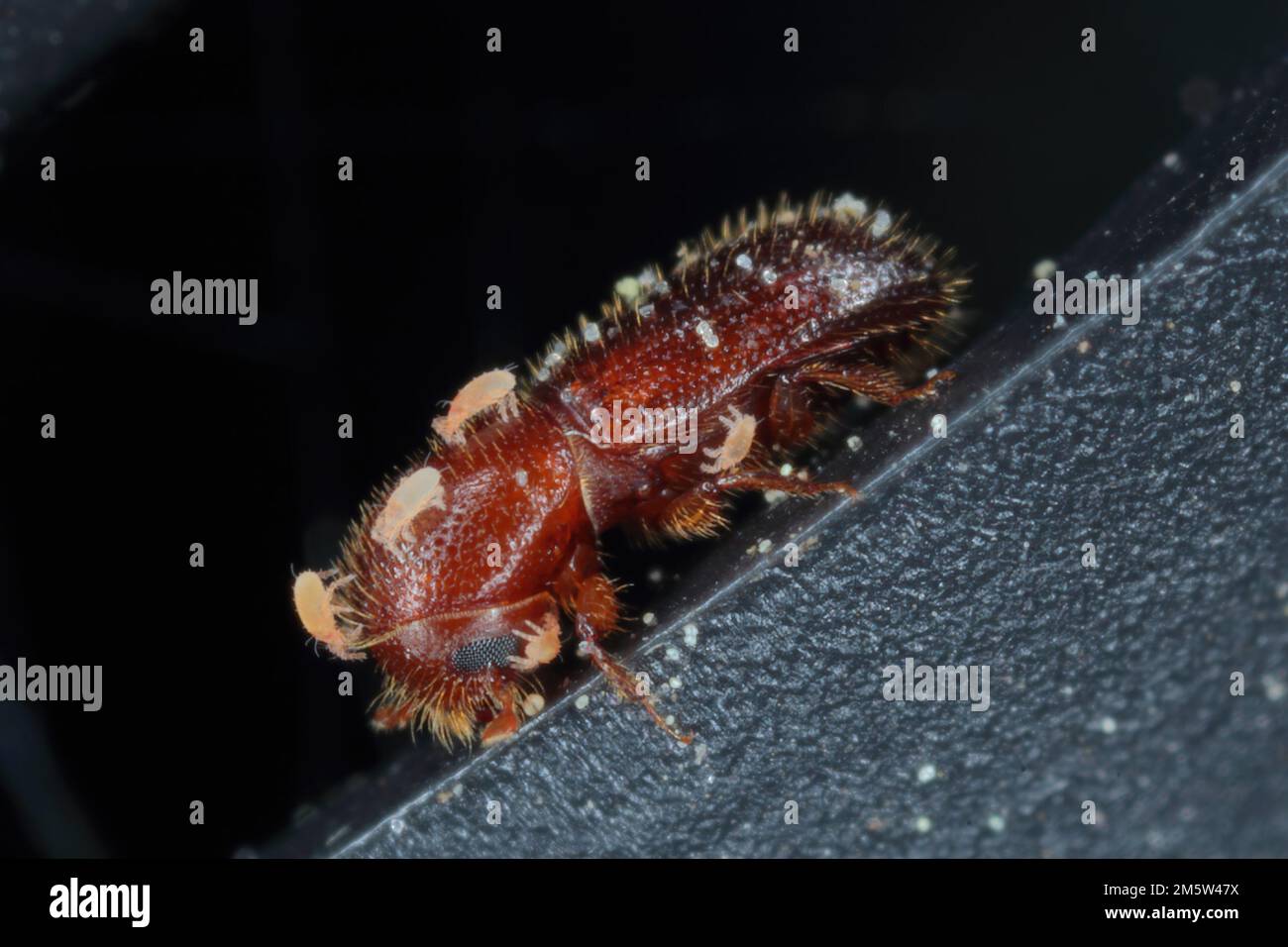 Detail shot of a bark beetle. A beetle covered with parasitic mites. Stock Photo