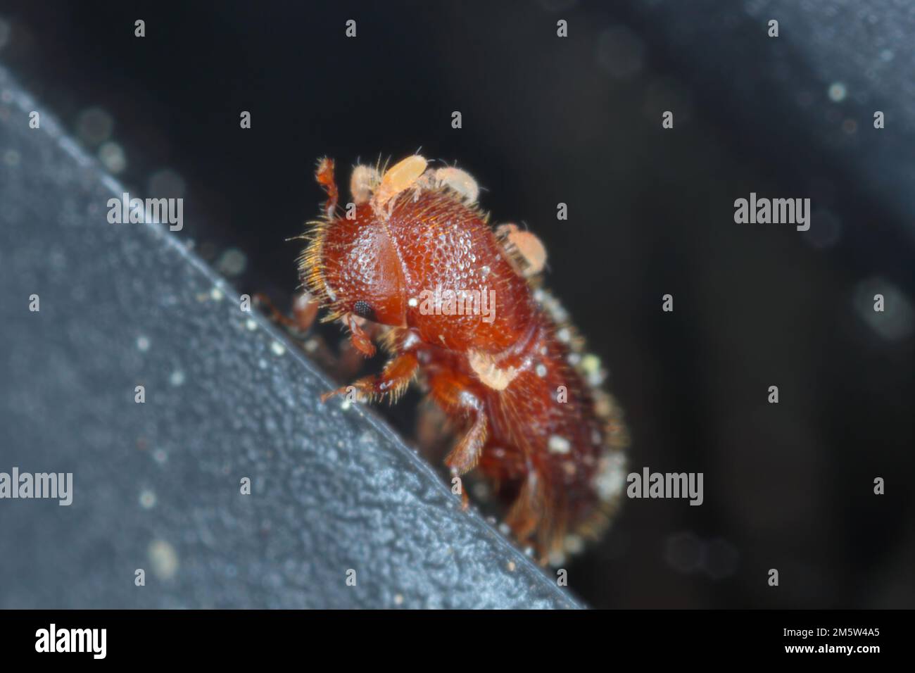 Detail shot of a bark beetle. A beetle covered with parasitic mites. Stock Photo