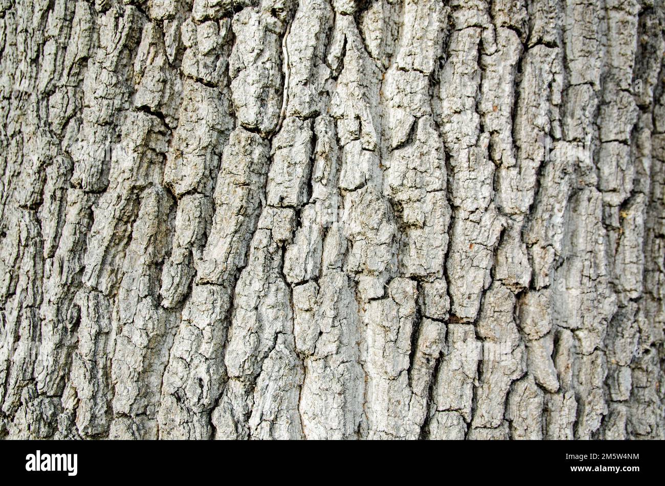 Close up view of the bark on an old oak tree in Berkshire. Stock Photo