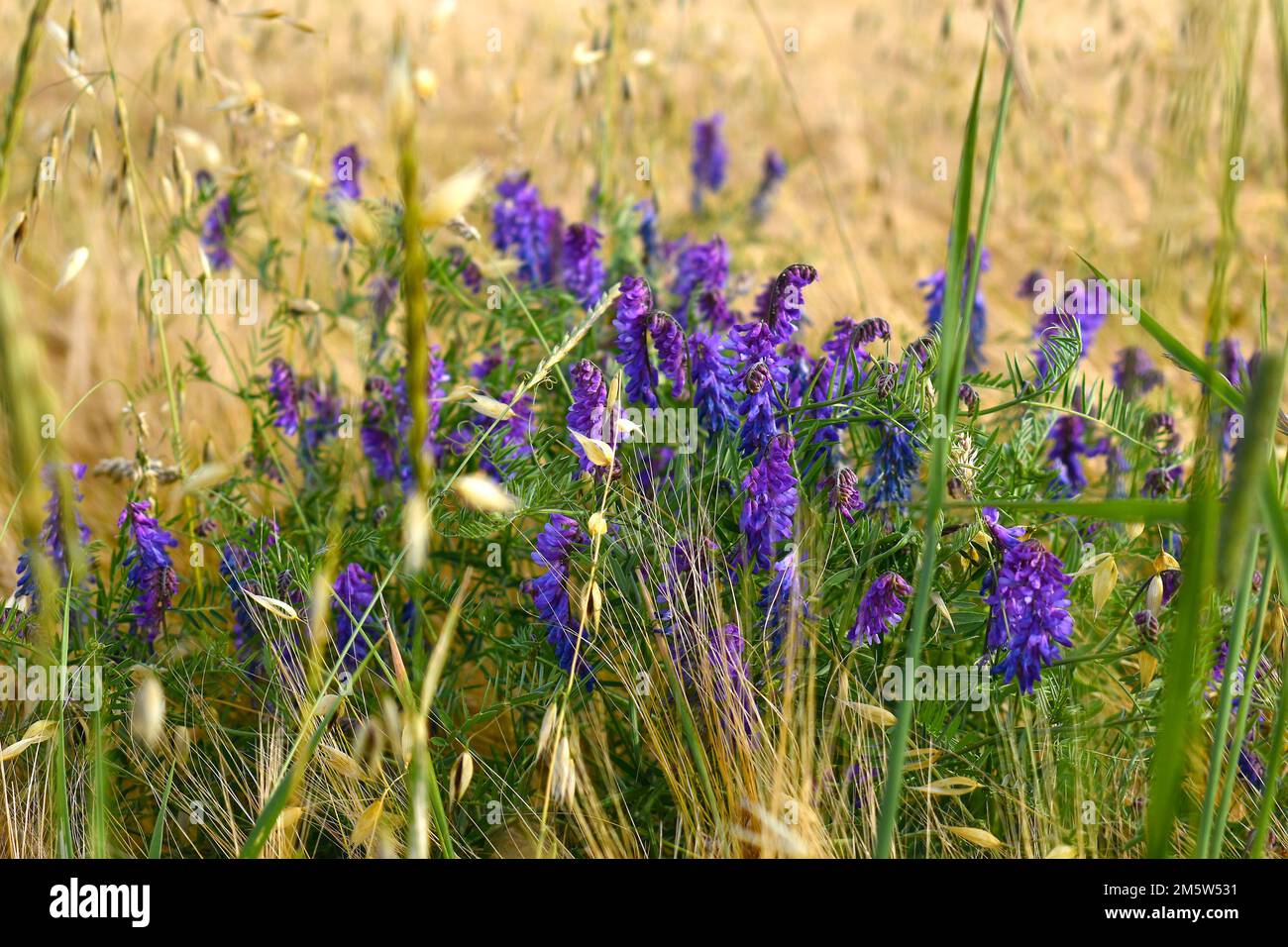 Vetch, purple flowers blooming in the field among the grain Stock Photo ...