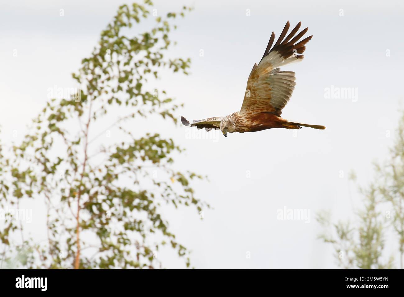 Marsh Harrier (Circus aeruginosus) in flight, Nieuwkoopse plassen, the Netherlands Stock Photo