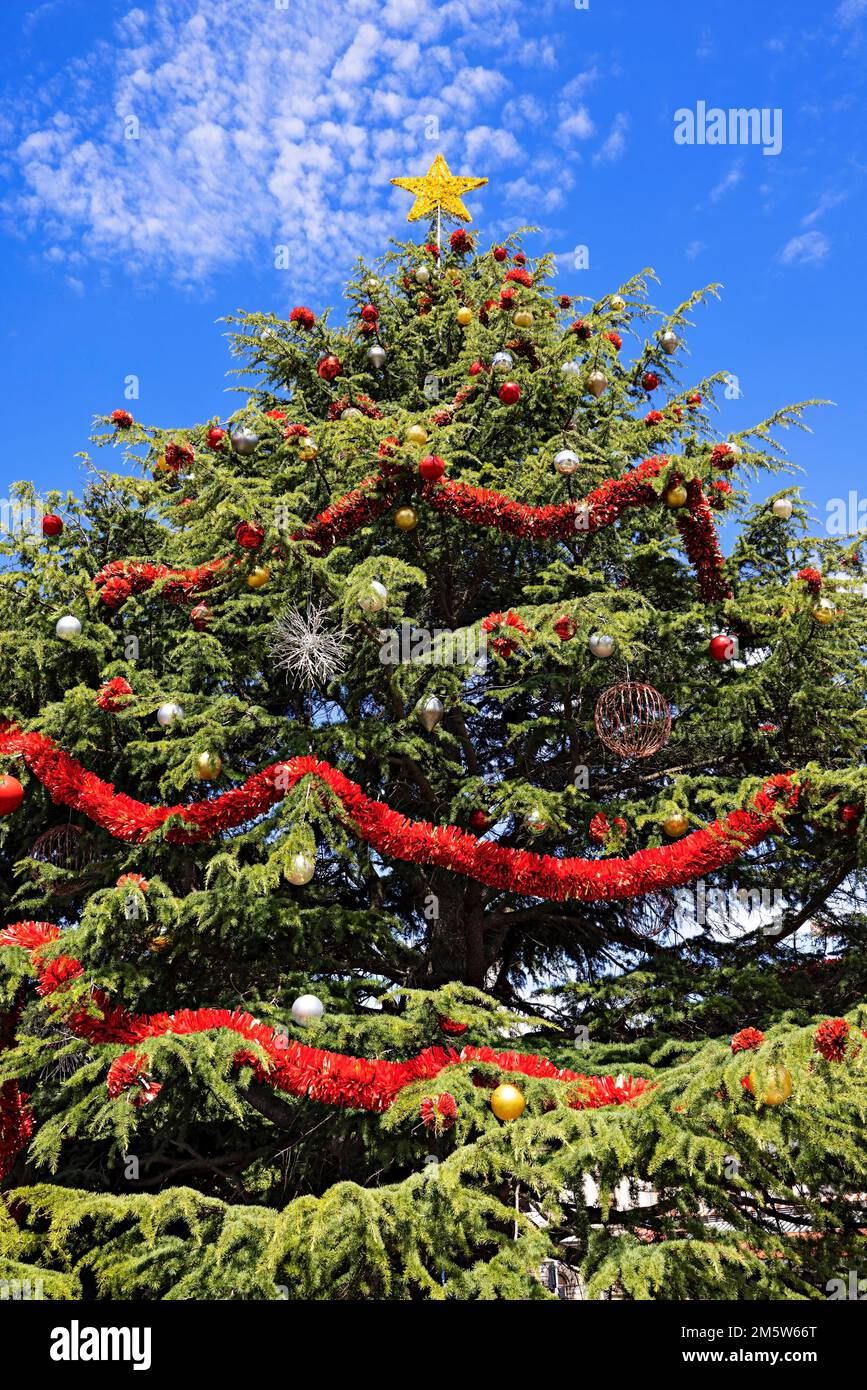Ballarat Australia /  Ballarat's favourite Cedar Tree transformed into a beautifully decorated Christmas Tree. Stock Photo