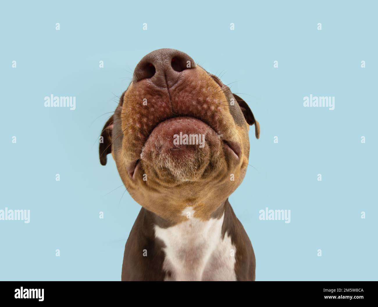 Funny close-up mixed breed American Staffordshire Terrier puppy dog nose. Isolated on blue pastel background Stock Photo