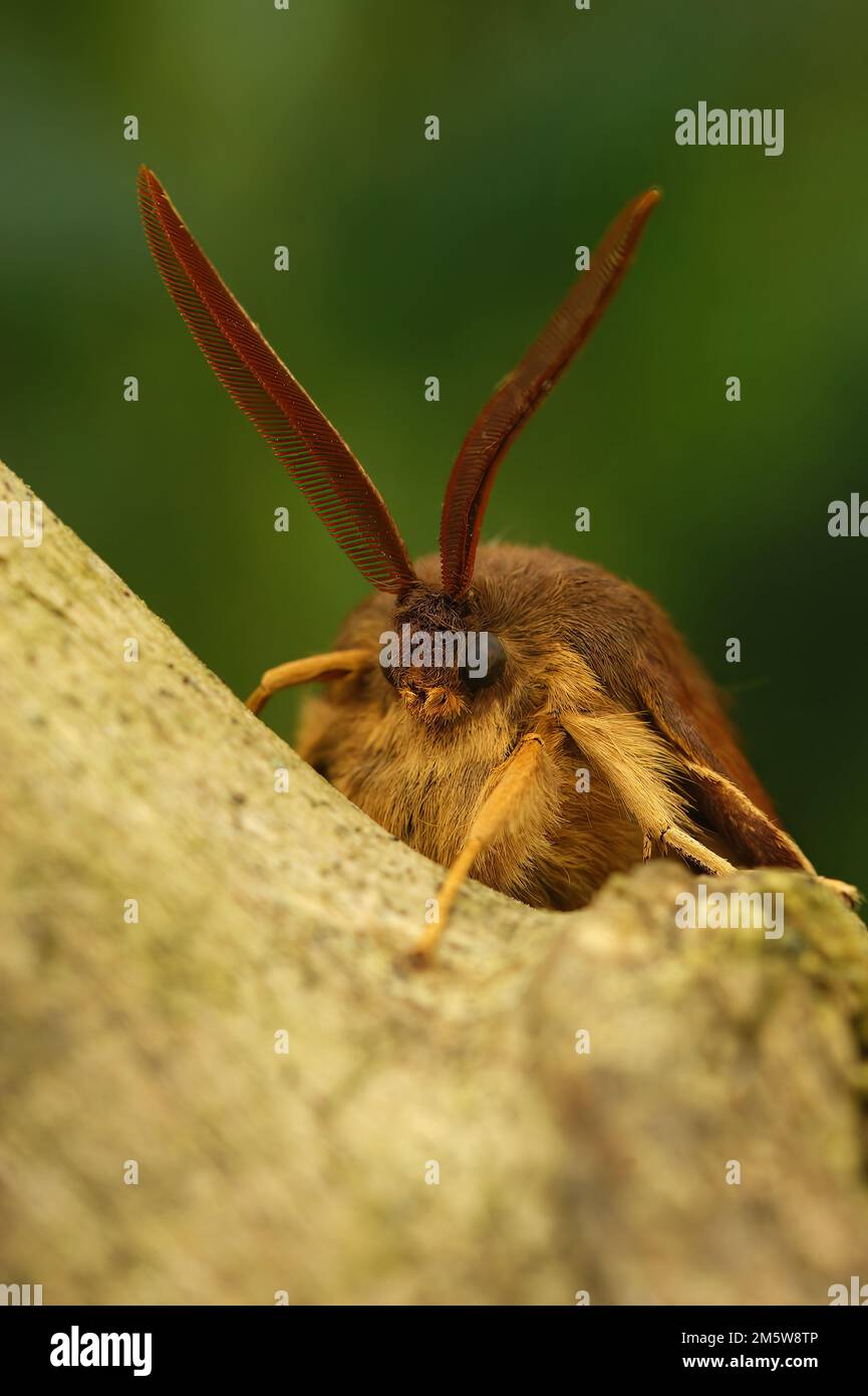 Detailed vertical closeup on the colorful orange brown Oak eggar moth, Lasiocampa quernus, sitting on wood Stock Photo