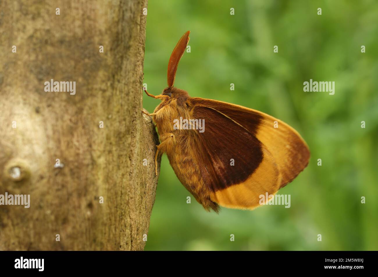 Detailed closeup on the colorful orange brown Oak eggar moth, Lasiocampa quernus, sitting on wood Stock Photo