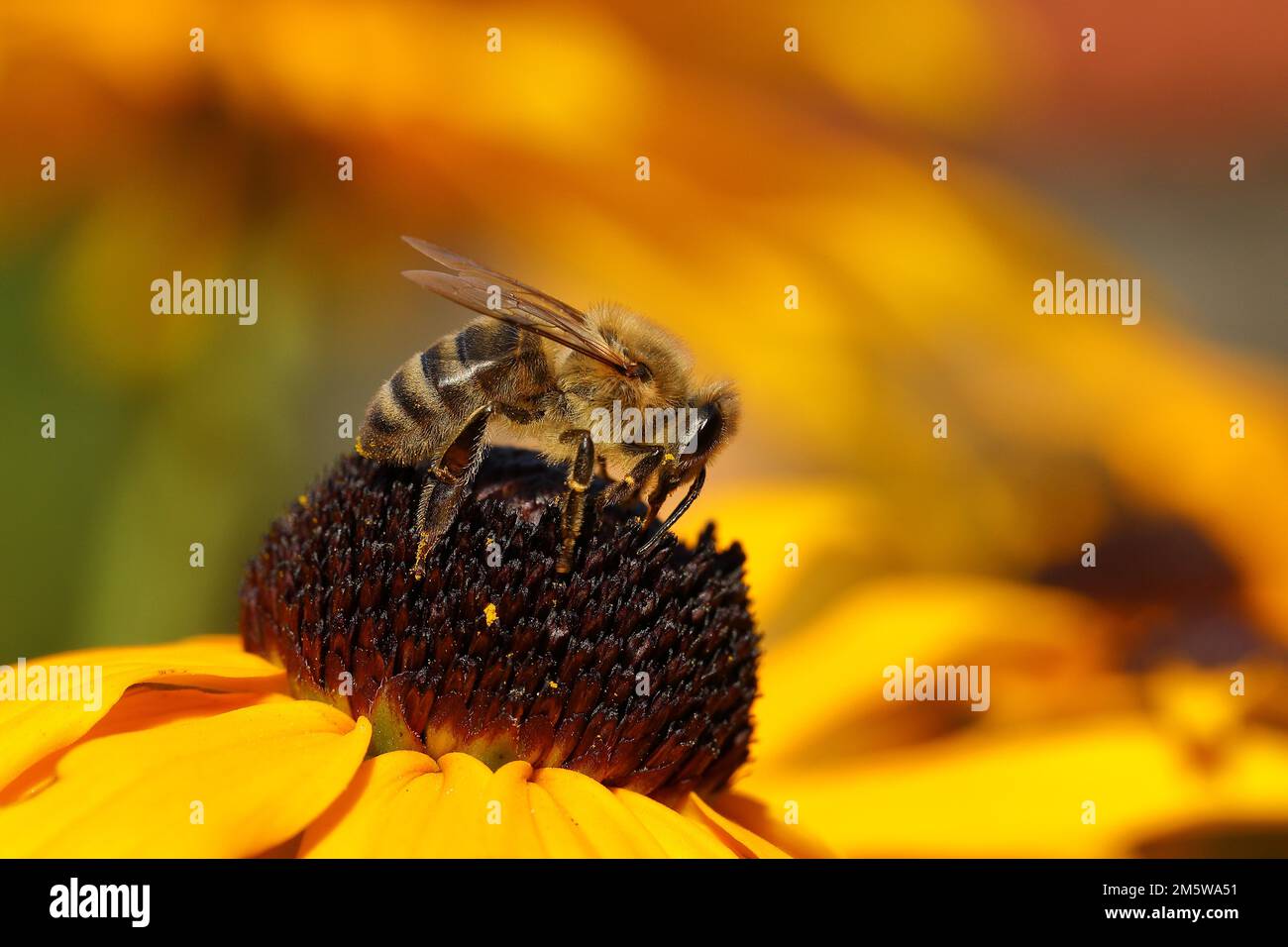 European honey bee (Apis mellifera) collecting nectar from a flower of yellow coneflower