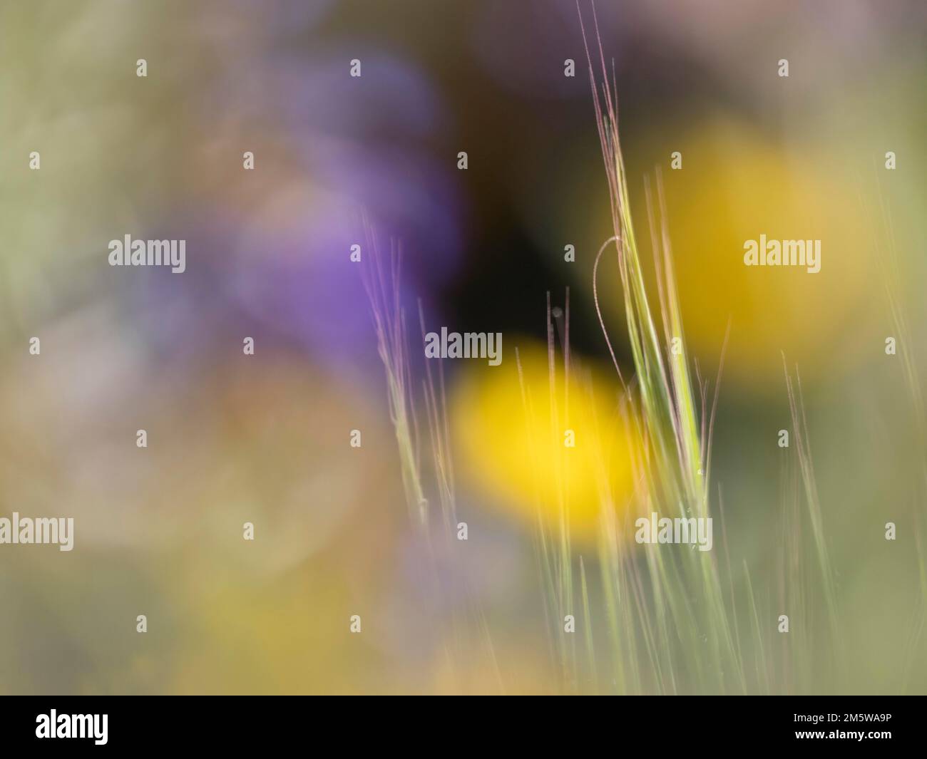 Photo art, depicted by blurred out of focus flowers of the rough hawksbeard (Crepis biennis), Extremadura, Spain Stock Photo