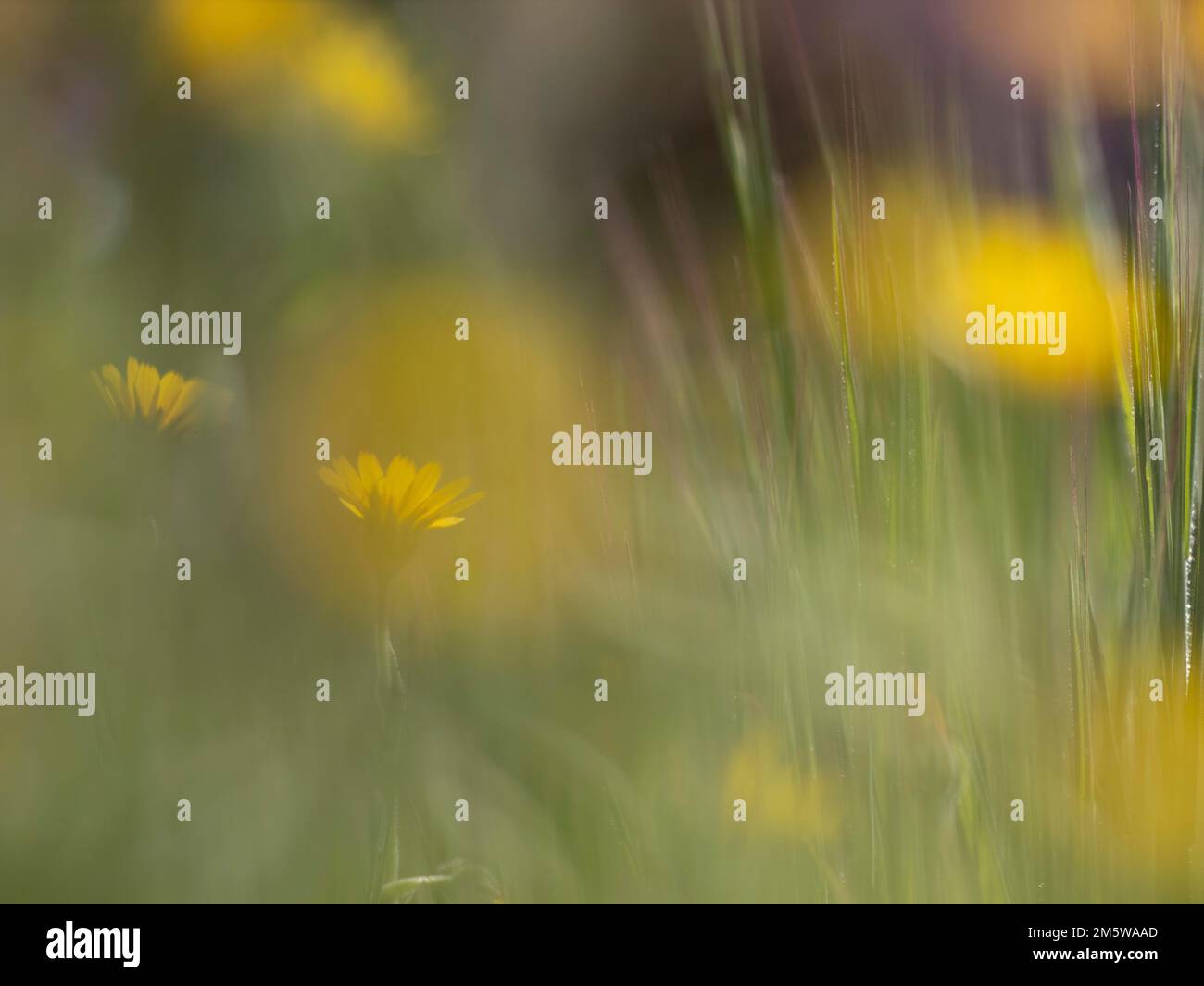 Photo art, depicted by blurred out of focus flowers of the rough hawksbeard (Crepis biennis), Extremadura, Spain Stock Photo