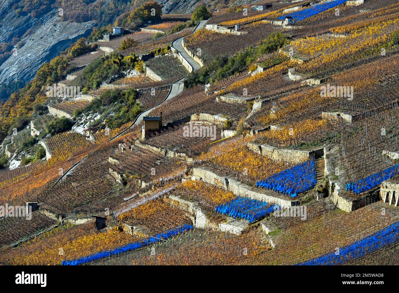 Vineyard terraces with blue bird protection nets on a sunny slope above the Rhone valley, Vetroz, Valais, Switzerland Stock Photo