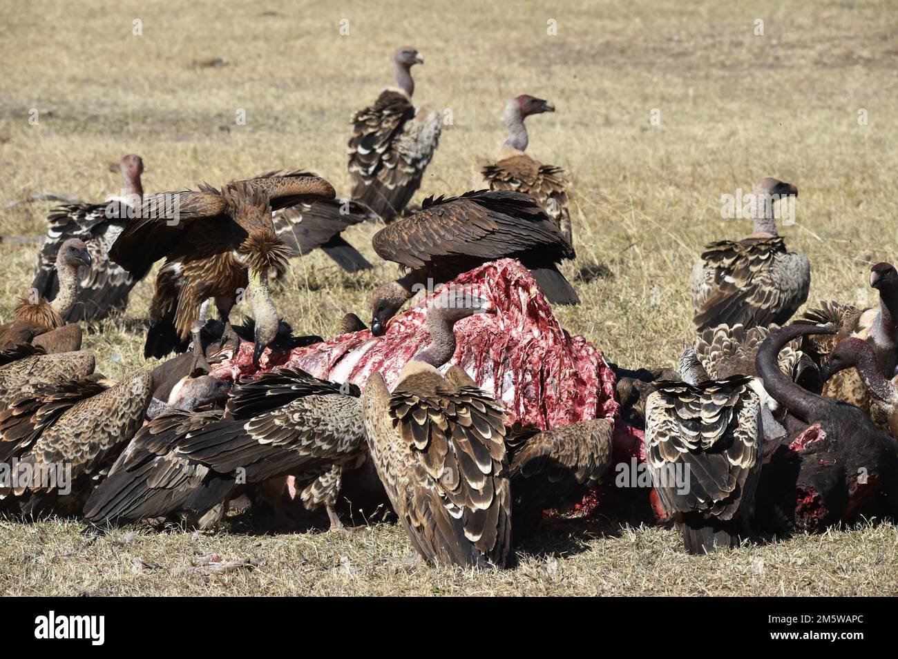Vultures eating scraps from a water buffalo inAfrica, Kenya Stock Photo
