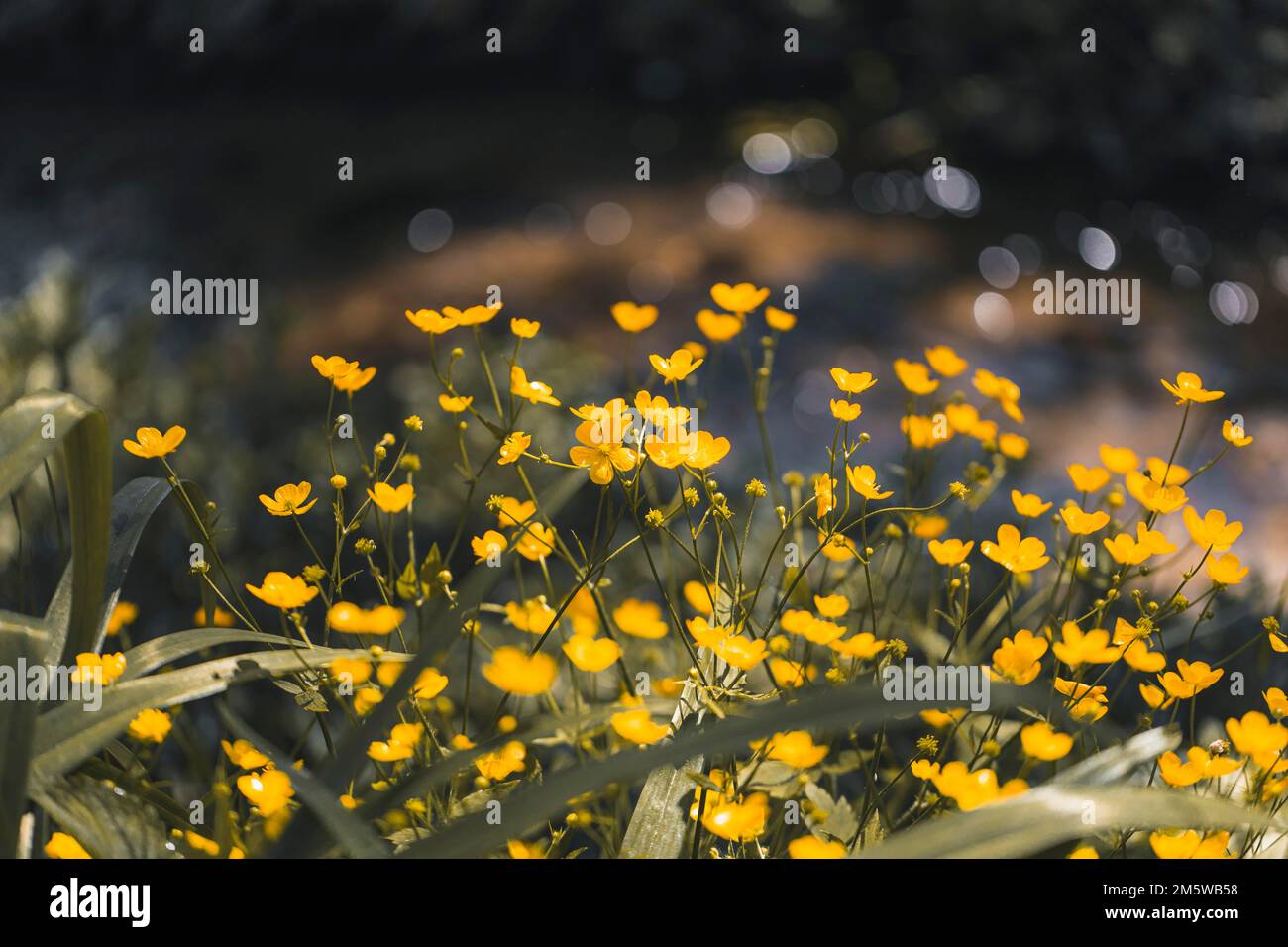 Flowering buttercup (Ranunculus), close-up, Lower Austria, Austria Stock Photo