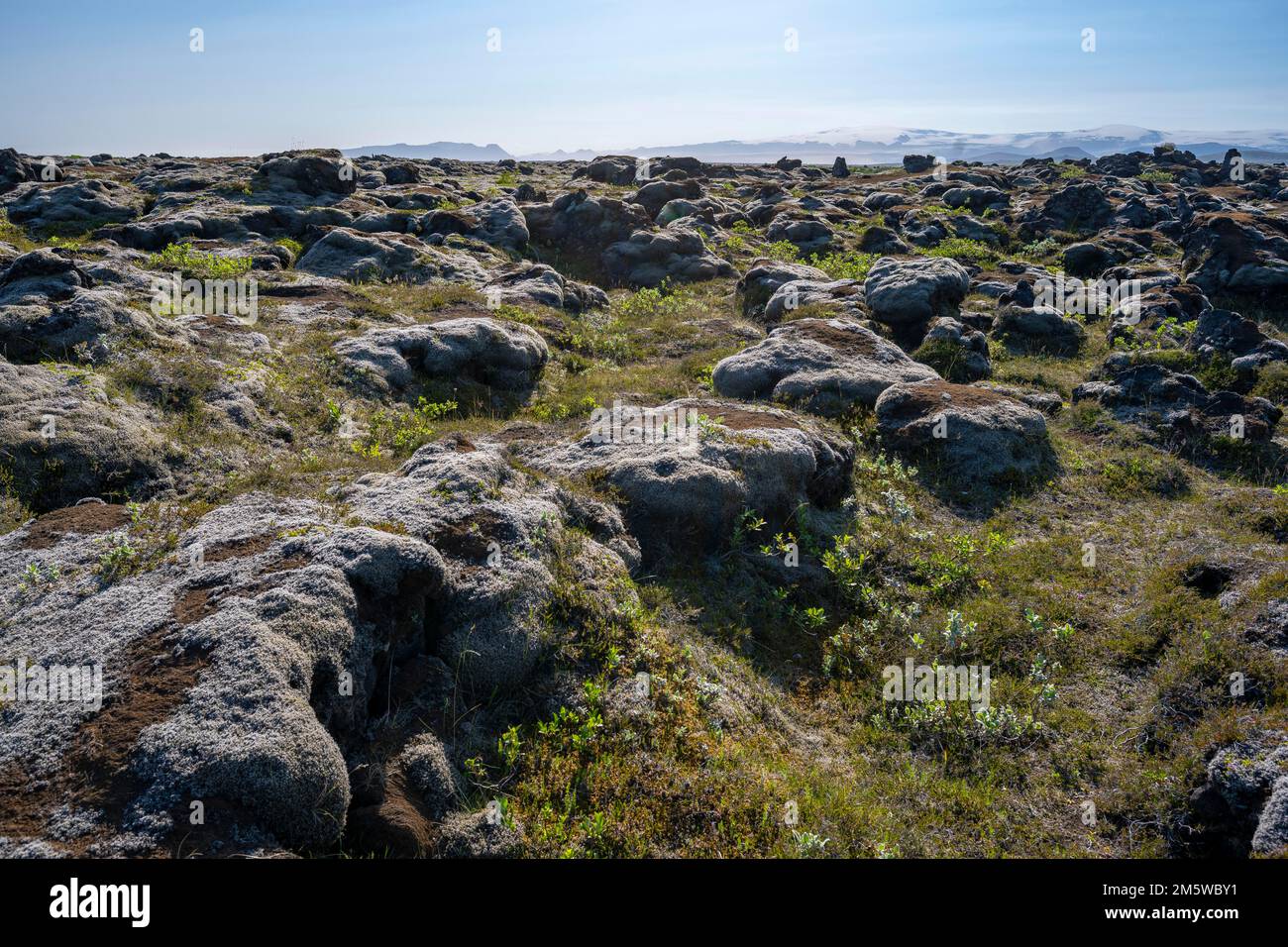 Moss-covered volcanic rock, South Iceland, Iceland Stock Photo
