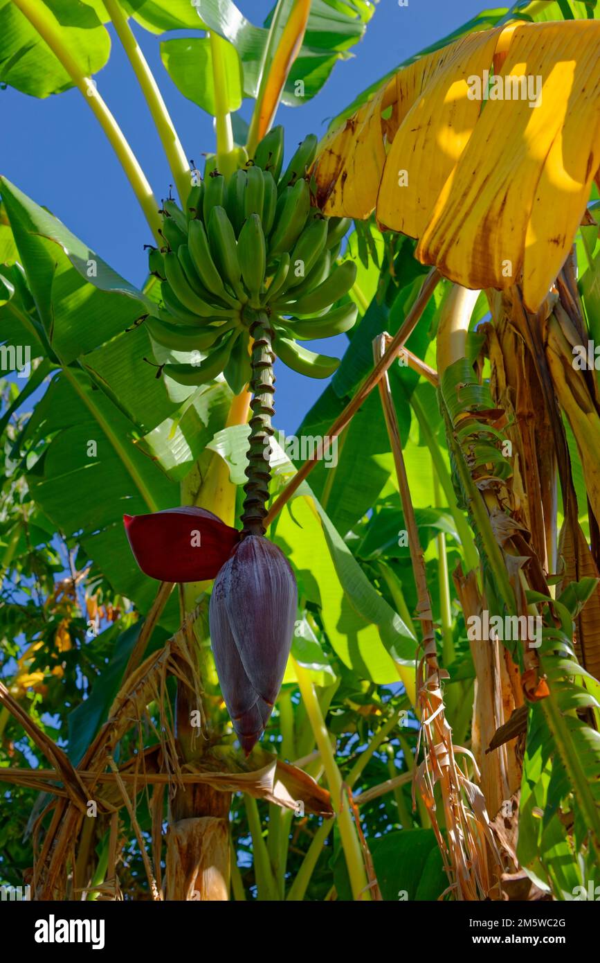 Banana tree with bananas (Musa) and blossom Stock Photo Alamy