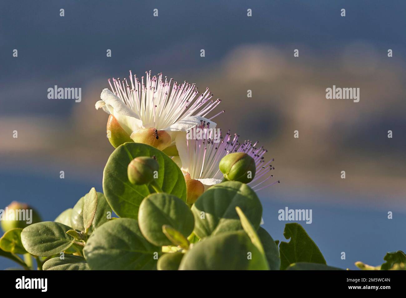 Flowering capers (capparis Flores), Gramvoussa Peninsula, Pirate's Bay