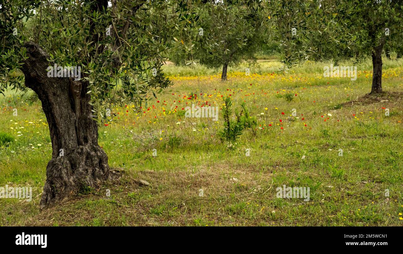 Old olive tree in front of a flower meadow in an olive plantation, Venice, Italy Stock Photo