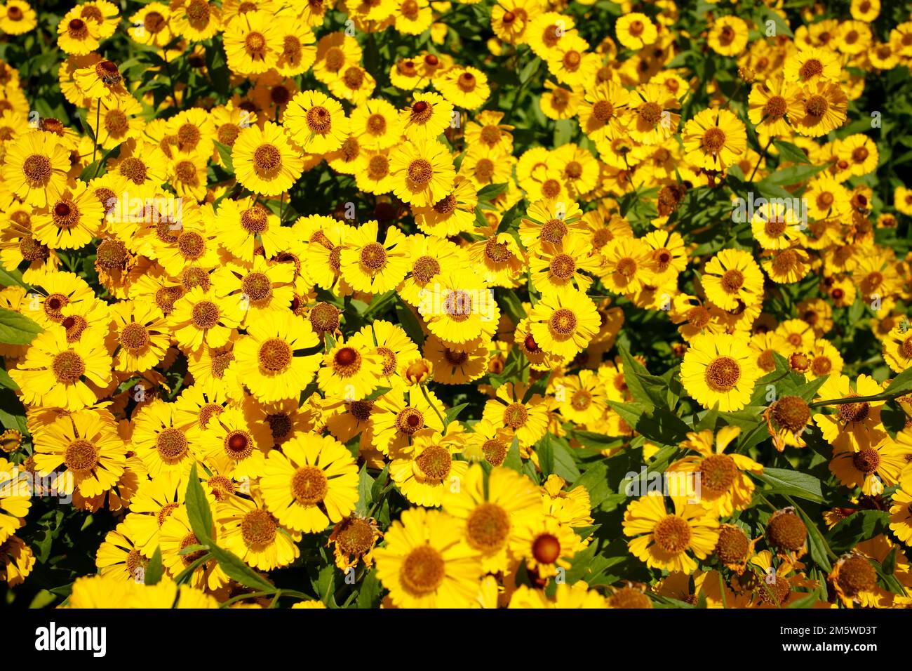 Sneezeweed (Helenium) hybridum, Yellow flowers, Germany Stock Photo