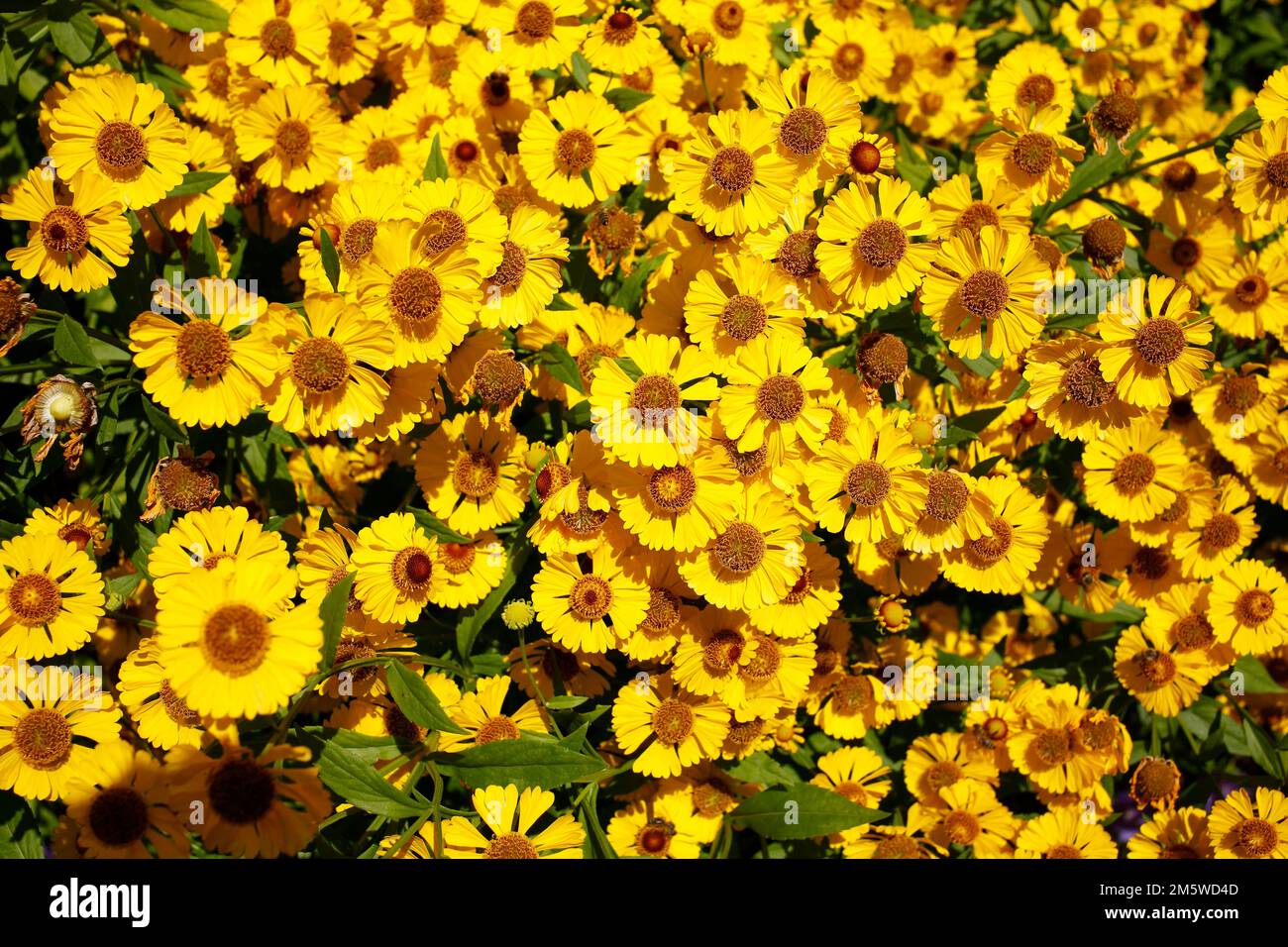 Sneezeweed (Helenium) hybridum, Yellow flowers, Germany Stock Photo