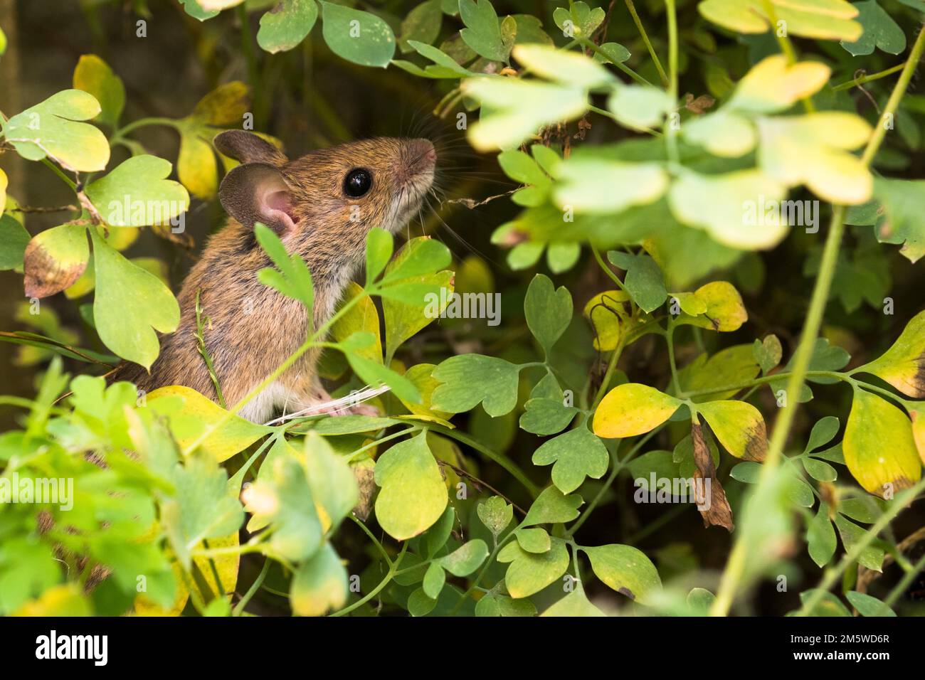 Wood mouse (Apodemus sylvaticus) foraging in yellow rock corydalis (Pseudofumaria lutea), Hesse, Germany Stock Photo