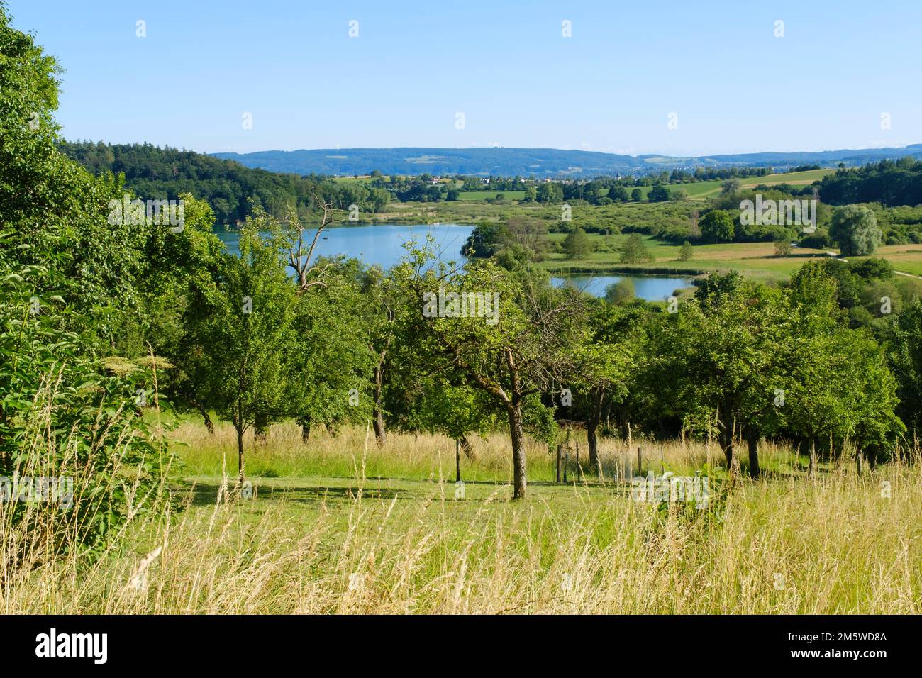 Orchard meadow, Mindelsee, nature reserve, Radolfzell, Lake Constance, Baden-Wuerttemberg, Germany Stock Photo