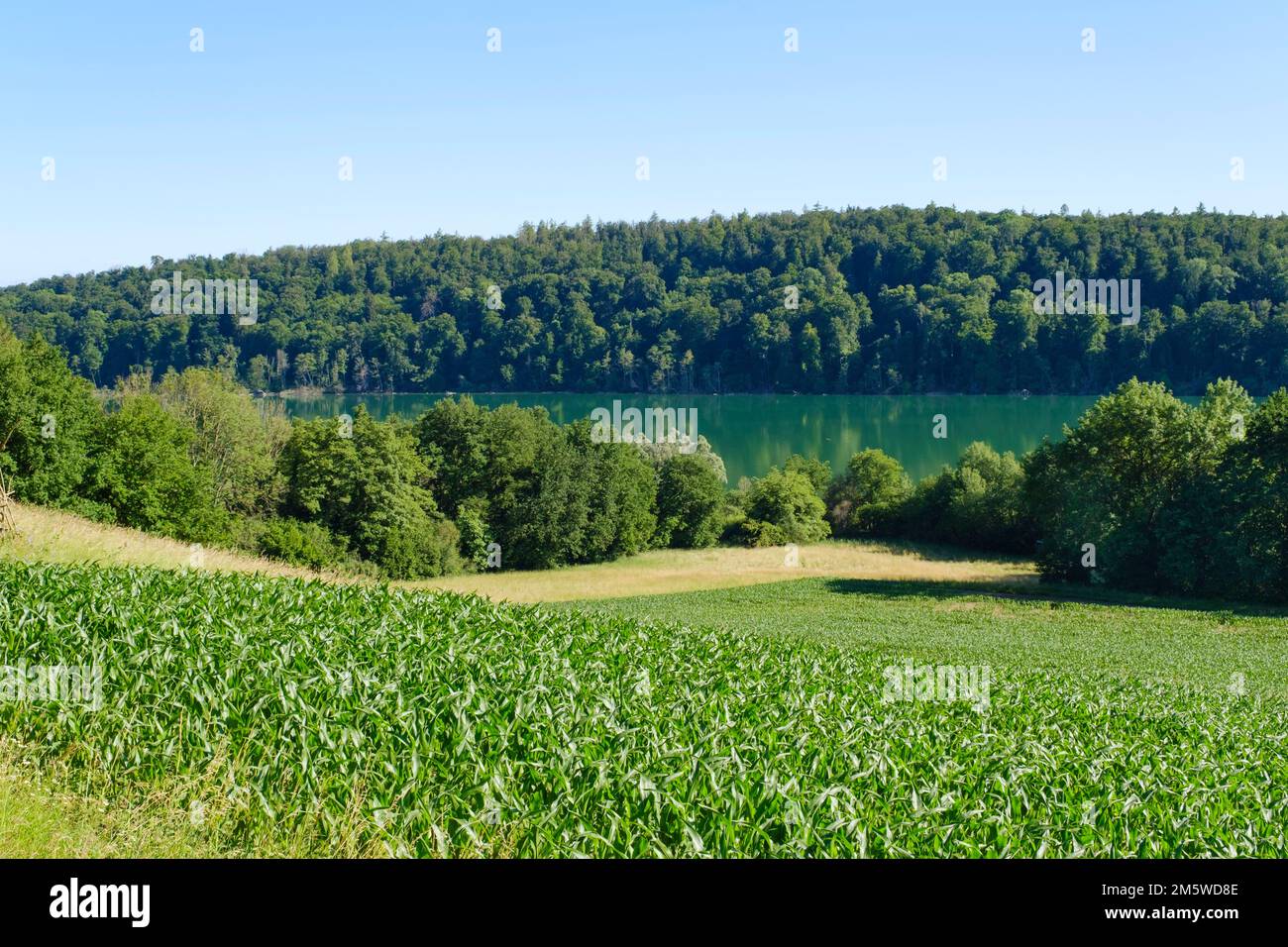 Mindelsee, nature reserve, Radolfzell, Lake Constance, Baden-Wuerttemberg, Germany Stock Photo