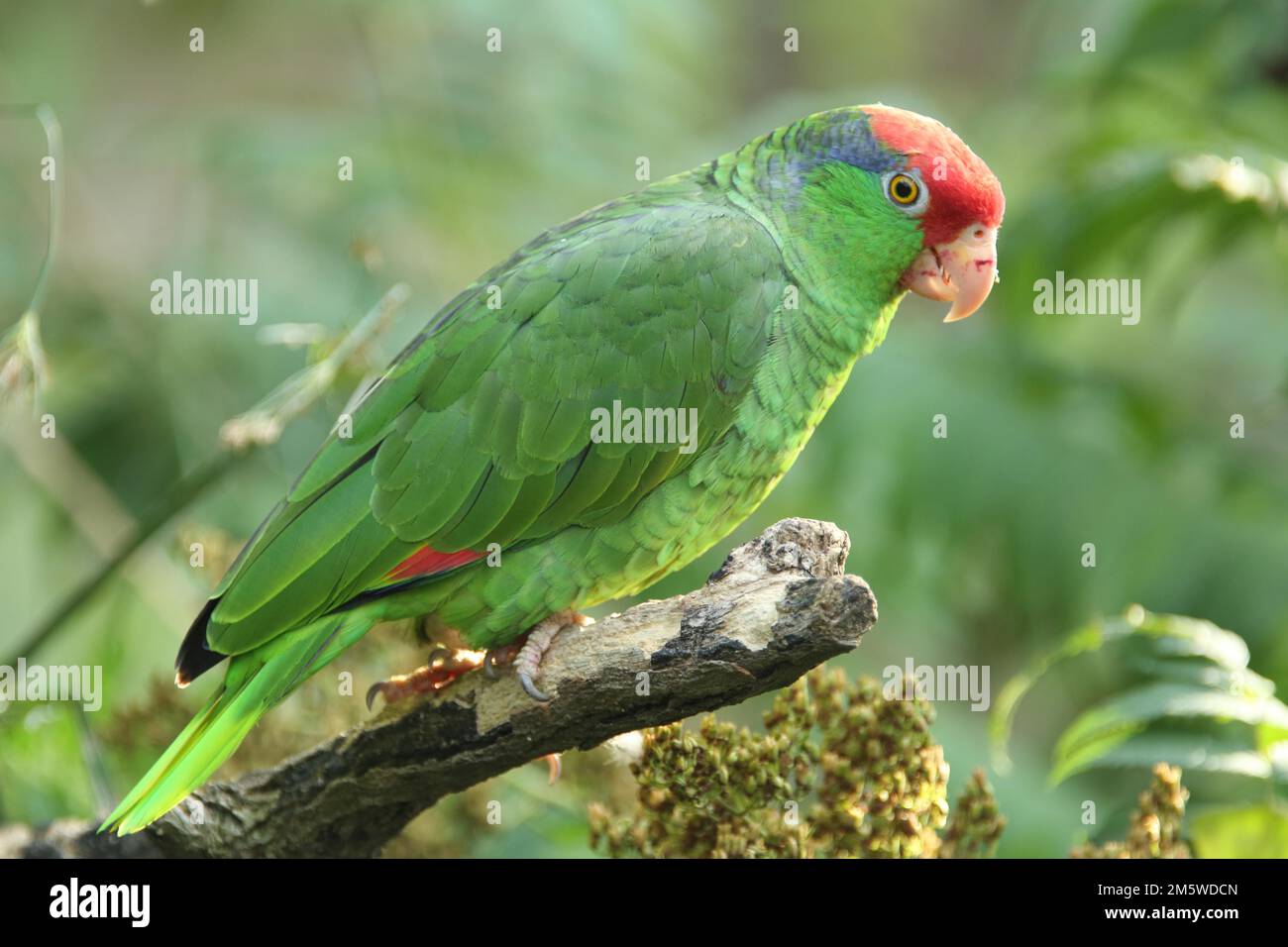 Redcrowned amazon (Amazona viridigenalis), parrot, Amazon, green