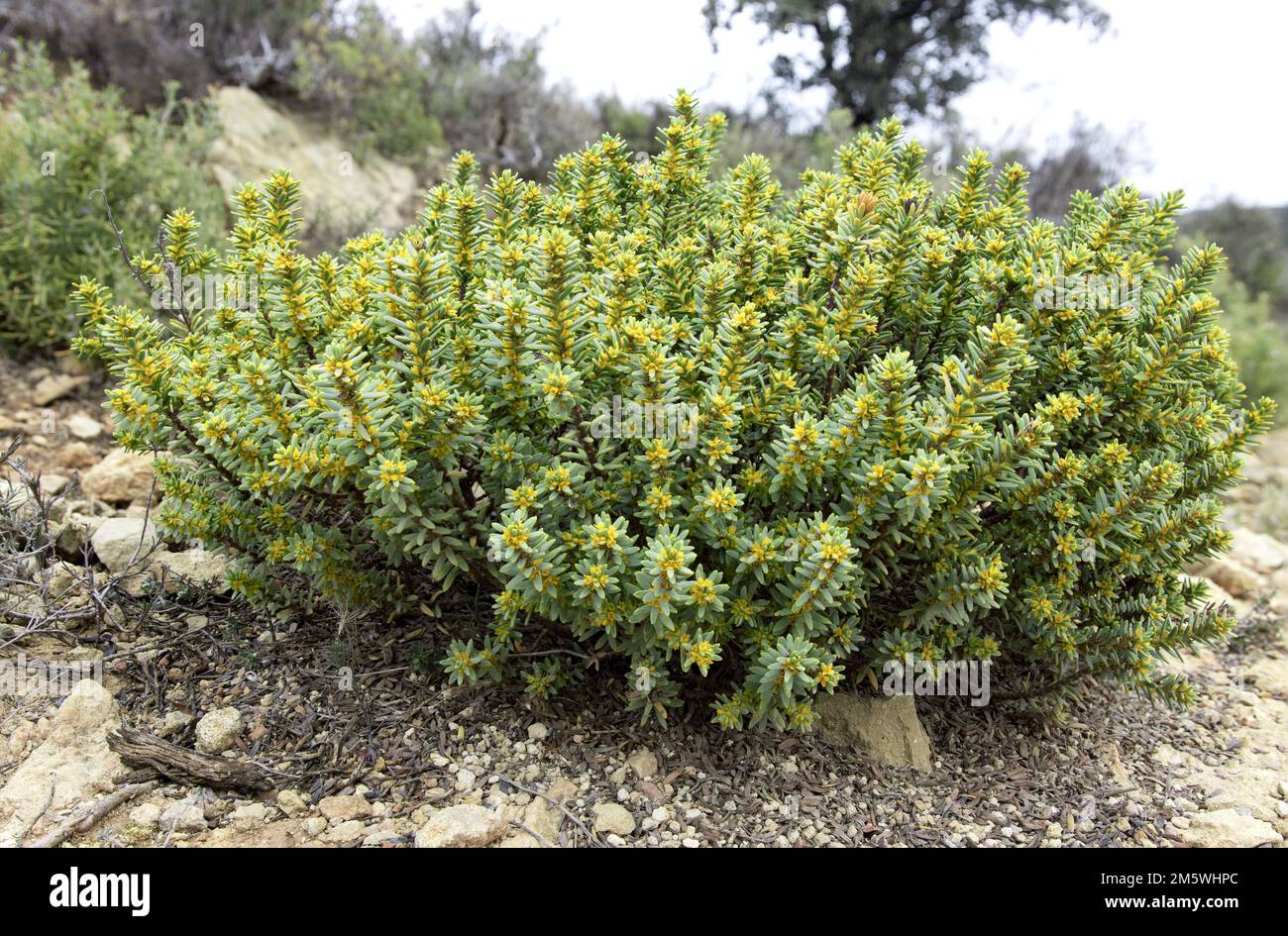 Wild shrub of arid, semi-arid and semi-desert areas in its natural habitat, scientific name Thymelaea tinctoria, bufalaga Stock Photo