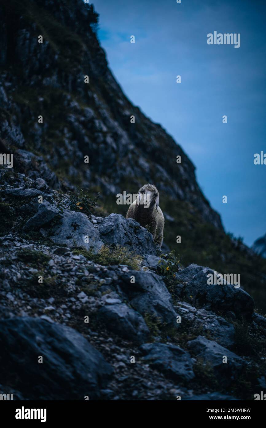 A vertical shot of a sheep standing on a rock at Zugspitze mountain ...