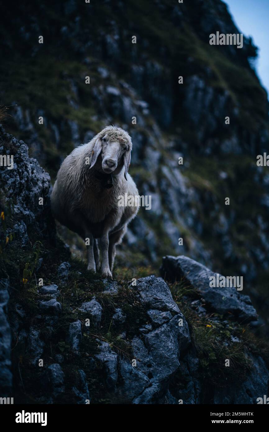 A vertical shot of a sheep standing on a rock at Zugspitze mountain ...